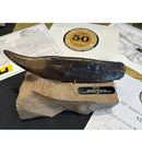 SUE Tyrannosaurus rex Bronze Tooth with Base - Special Edition