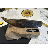 SUE Tyrannosaurus rex Bronze Tooth with Base - Special Edition