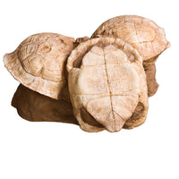 Testudo sp. Set of Three In Situ - Display Replica