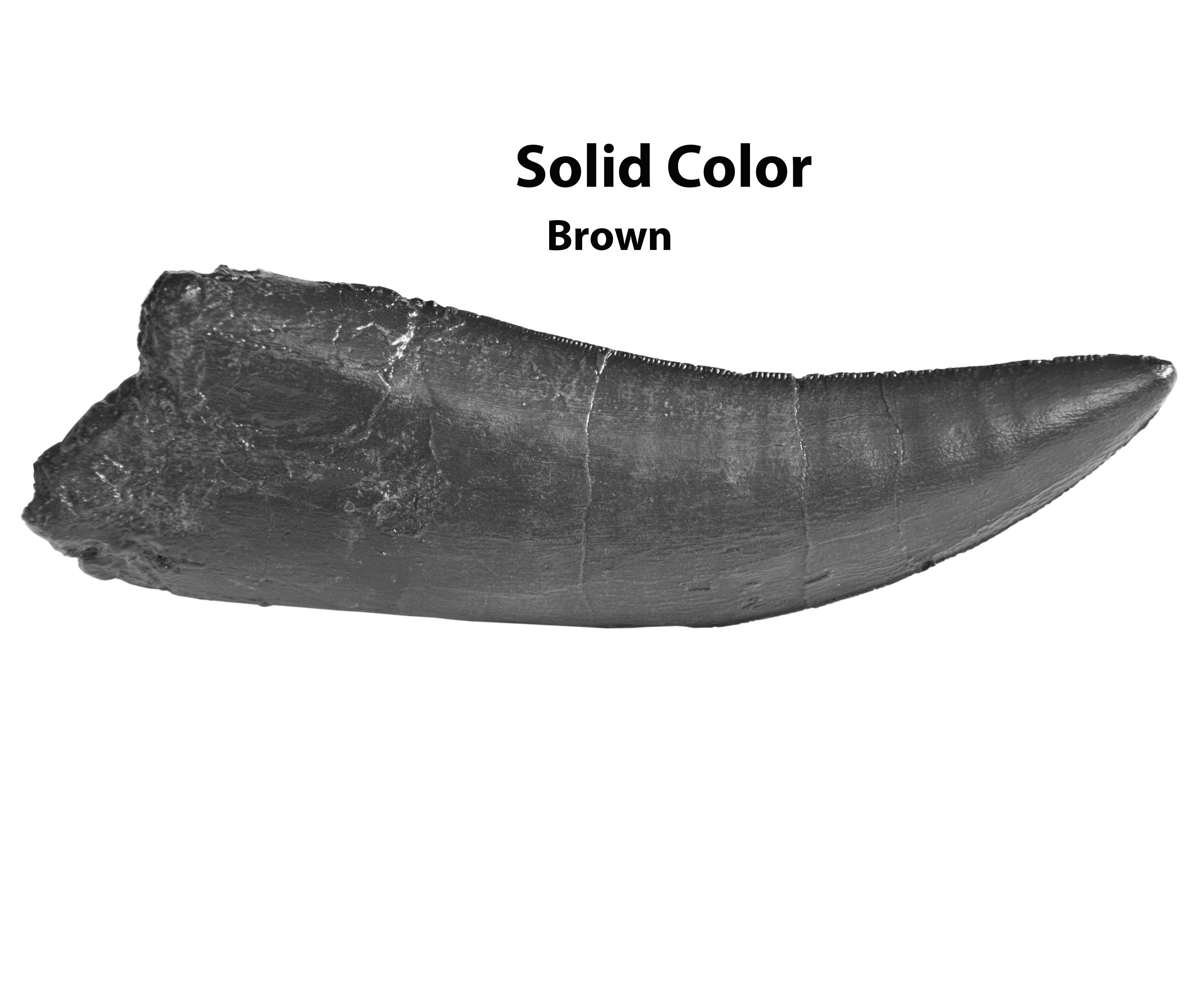 Torvosaurus sp. Tooth - Solid Color Replica