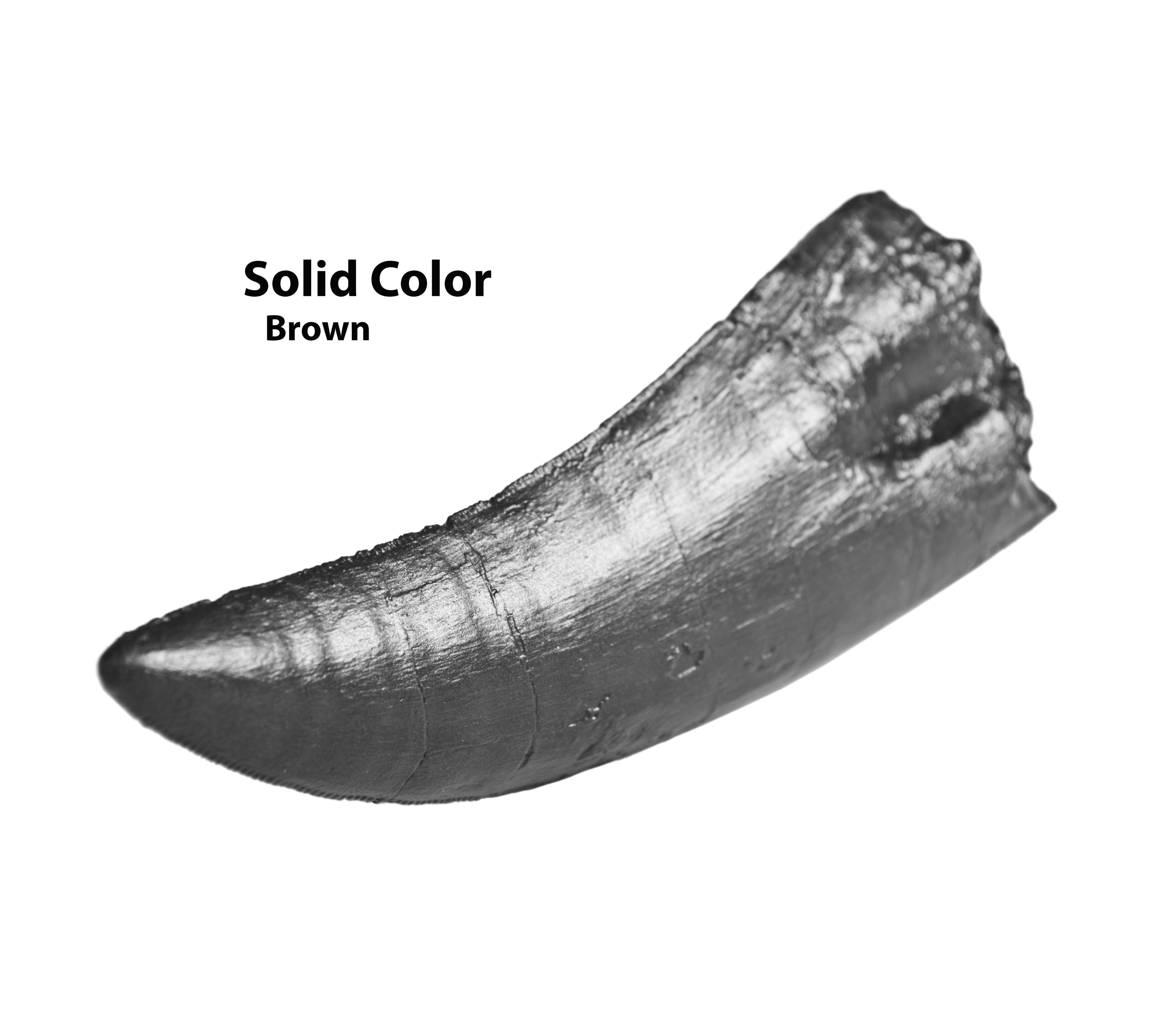 Torvosaurus sp. Tooth - Solid Color Replica