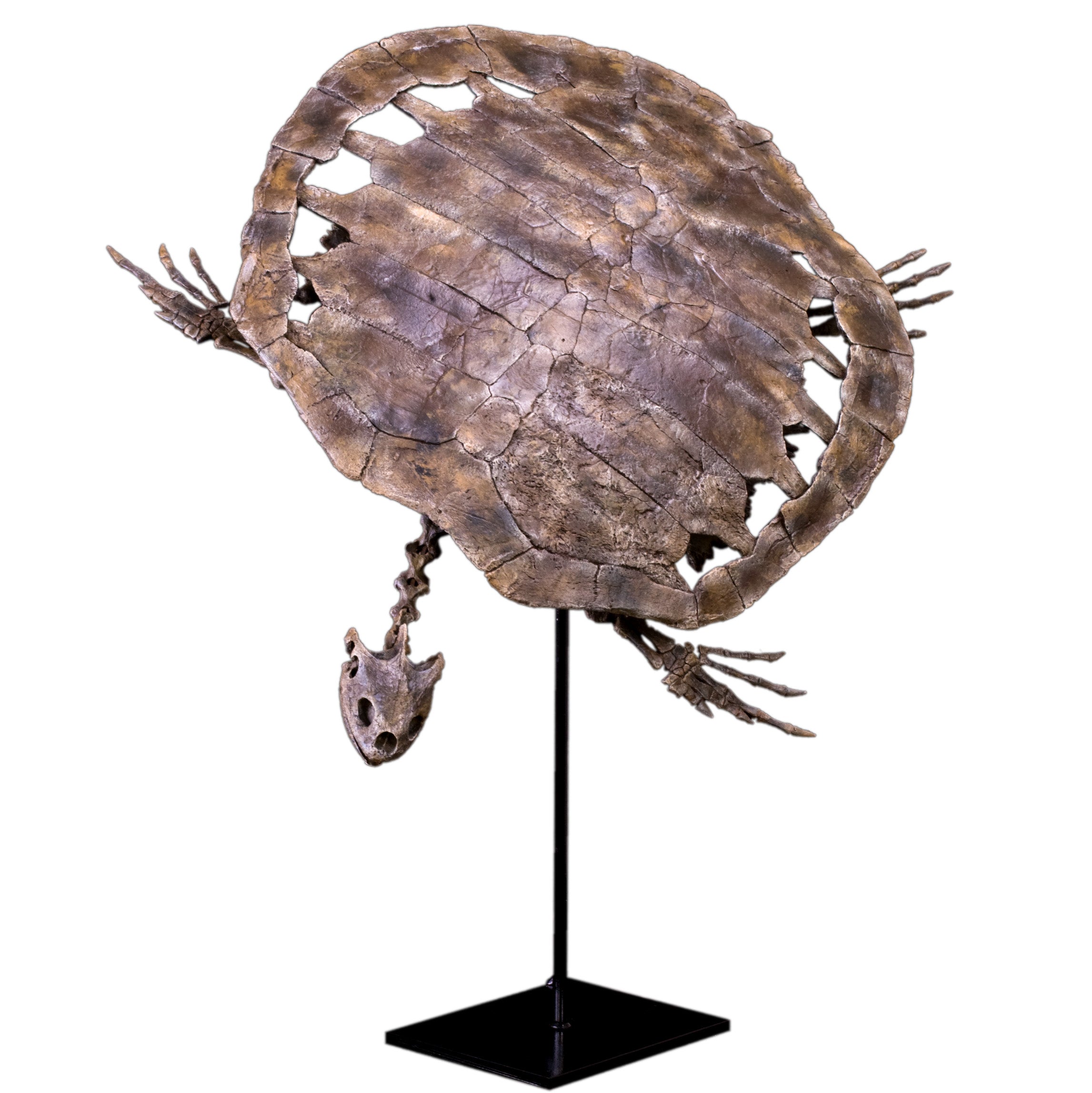 Toxochelys moorevillensis Skeleton - Display Replica