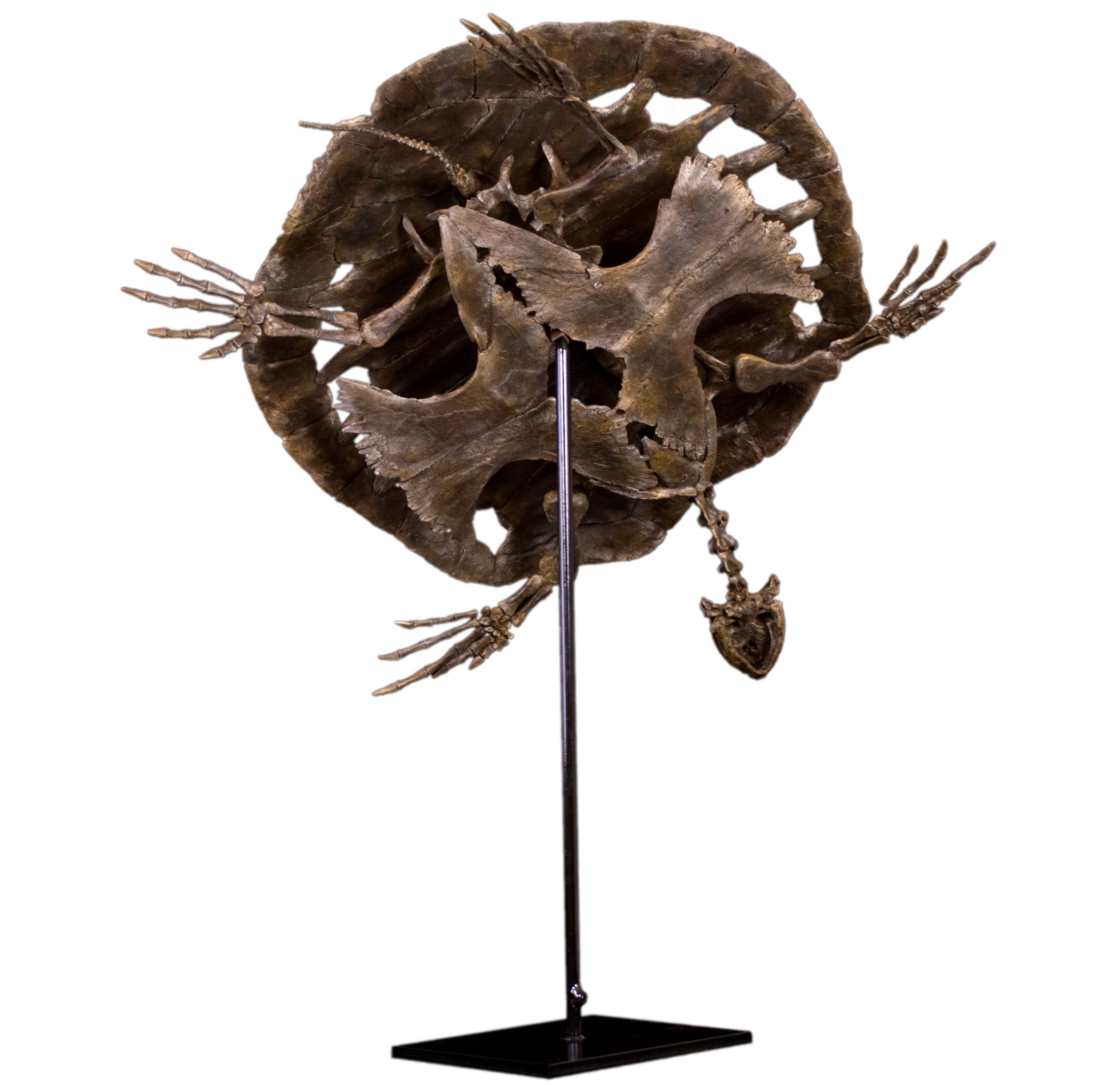 Toxochelys moorevillensis Skeleton - Display Replica