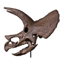 Triceratops prorsus Skull - Display Replica