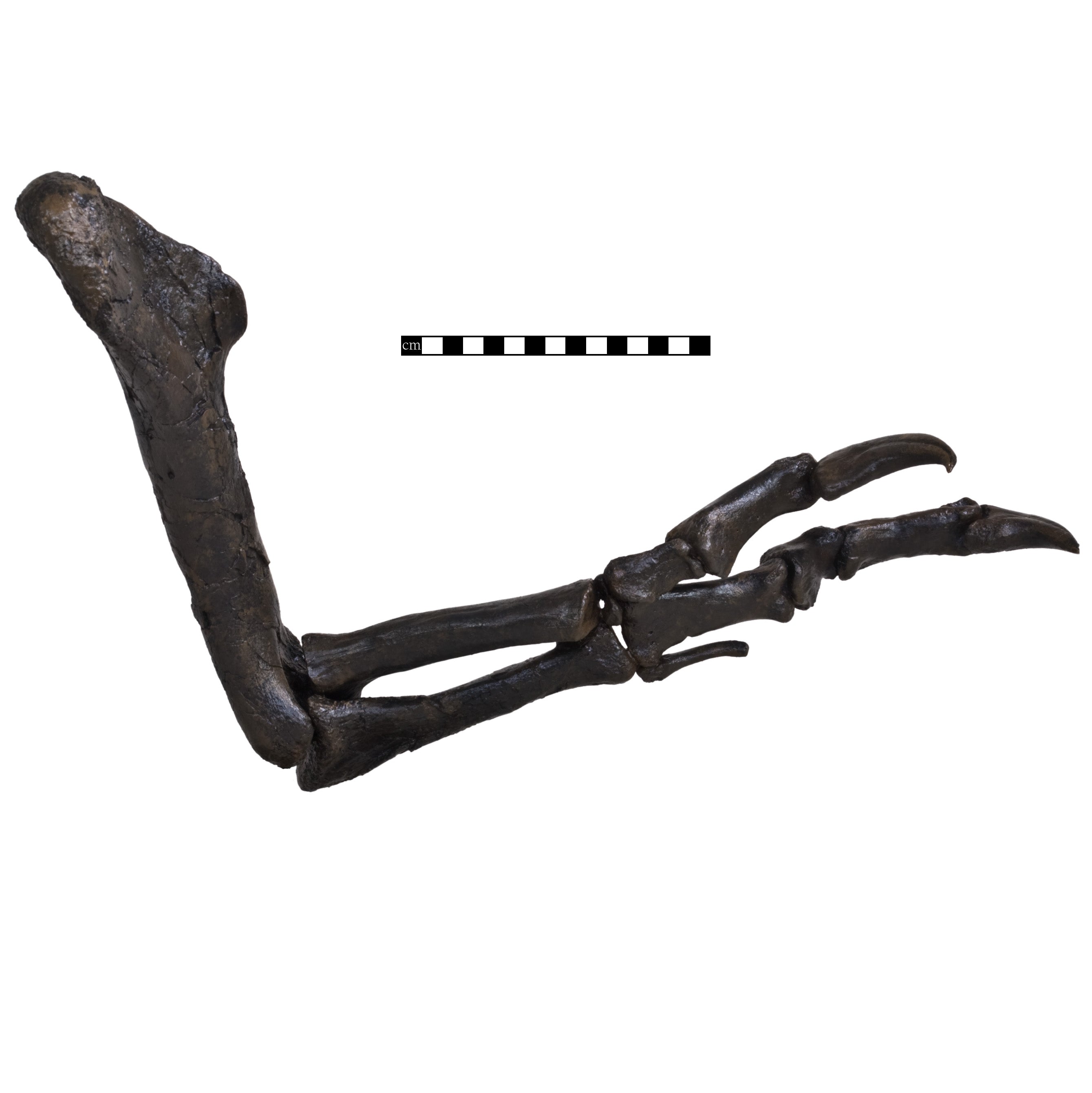Tyrannosaurus rex Left Arm - Gracile (Male) - Display Replica Only