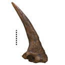 Triceratops horridus Adult Supraorbital Horn - Display Replica