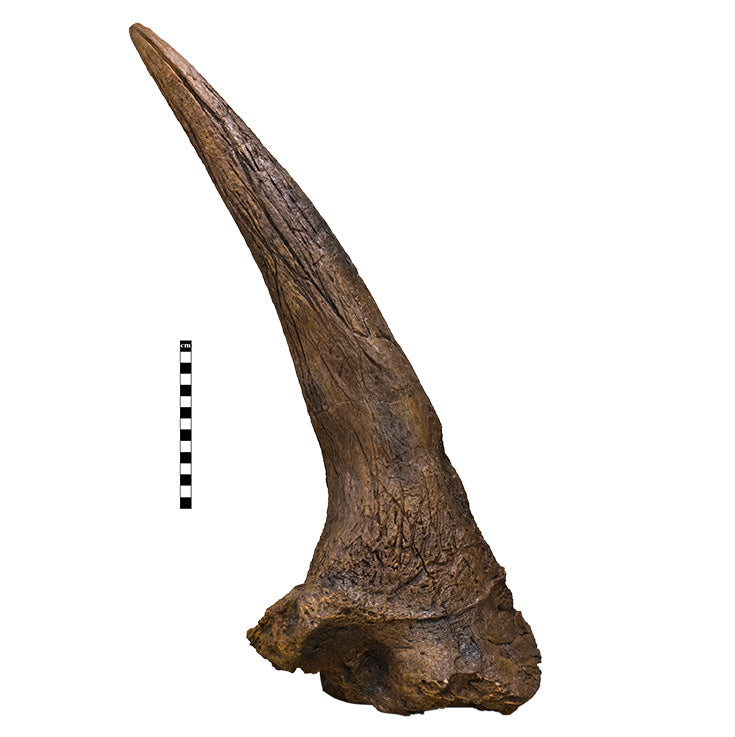 Triceratops horridus Adult Supraorbital Horn - Display Replica