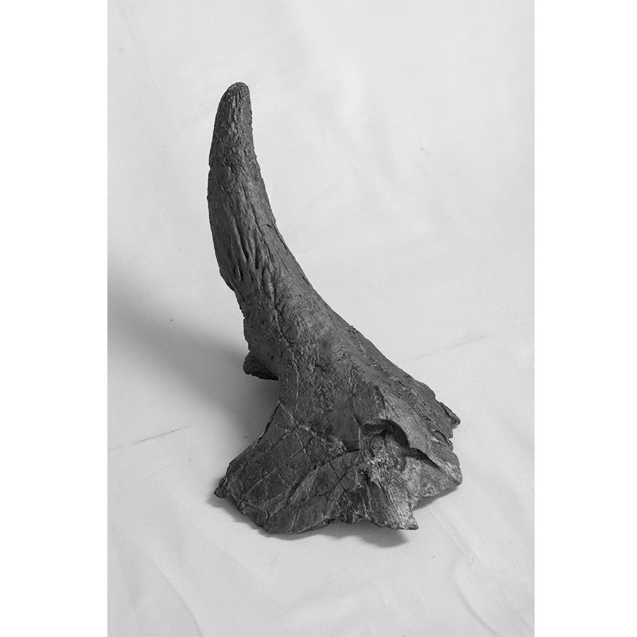 Triceratops horridus Juvenile Supraorbital Horn - Solid Color Replica