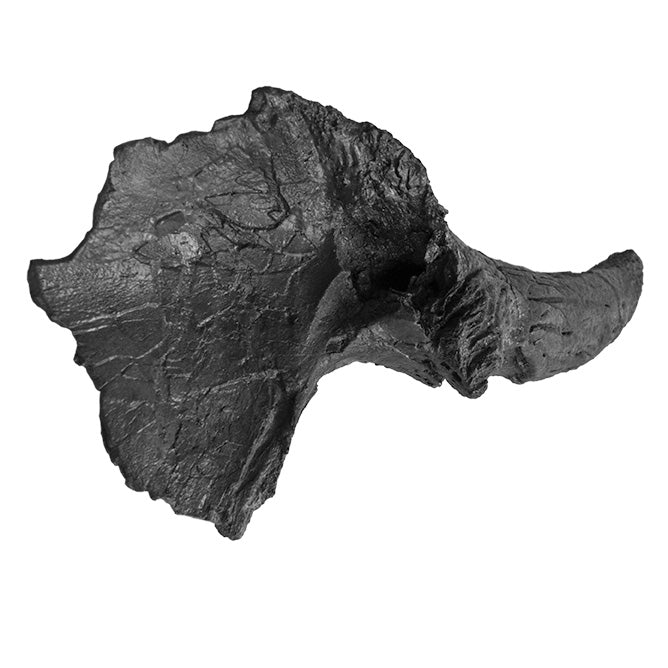 Triceratops horridus Juvenile Supraorbital Horn - Solid Color Replica