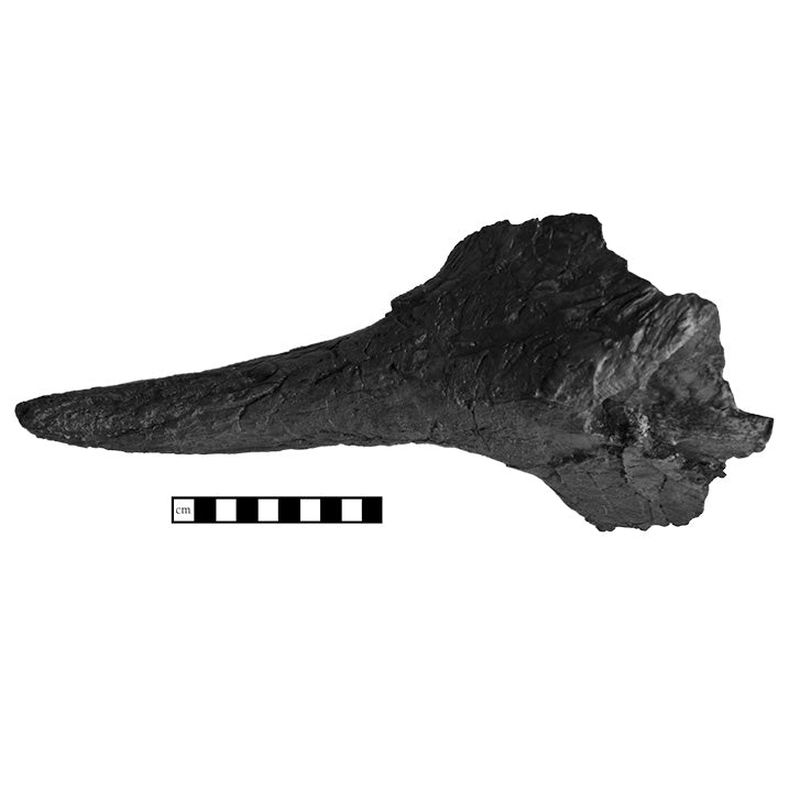 Triceratops horridus Juvenile Supraorbital Horn - Solid Color Replica