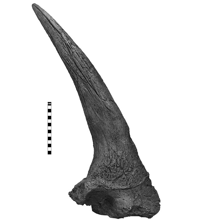 Triceratops horridus Adult Supraorbital Horn - Solid Color Replica