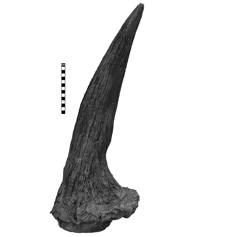 Triceratops horridus Adult Supraorbital Horn - Solid Color Replica
