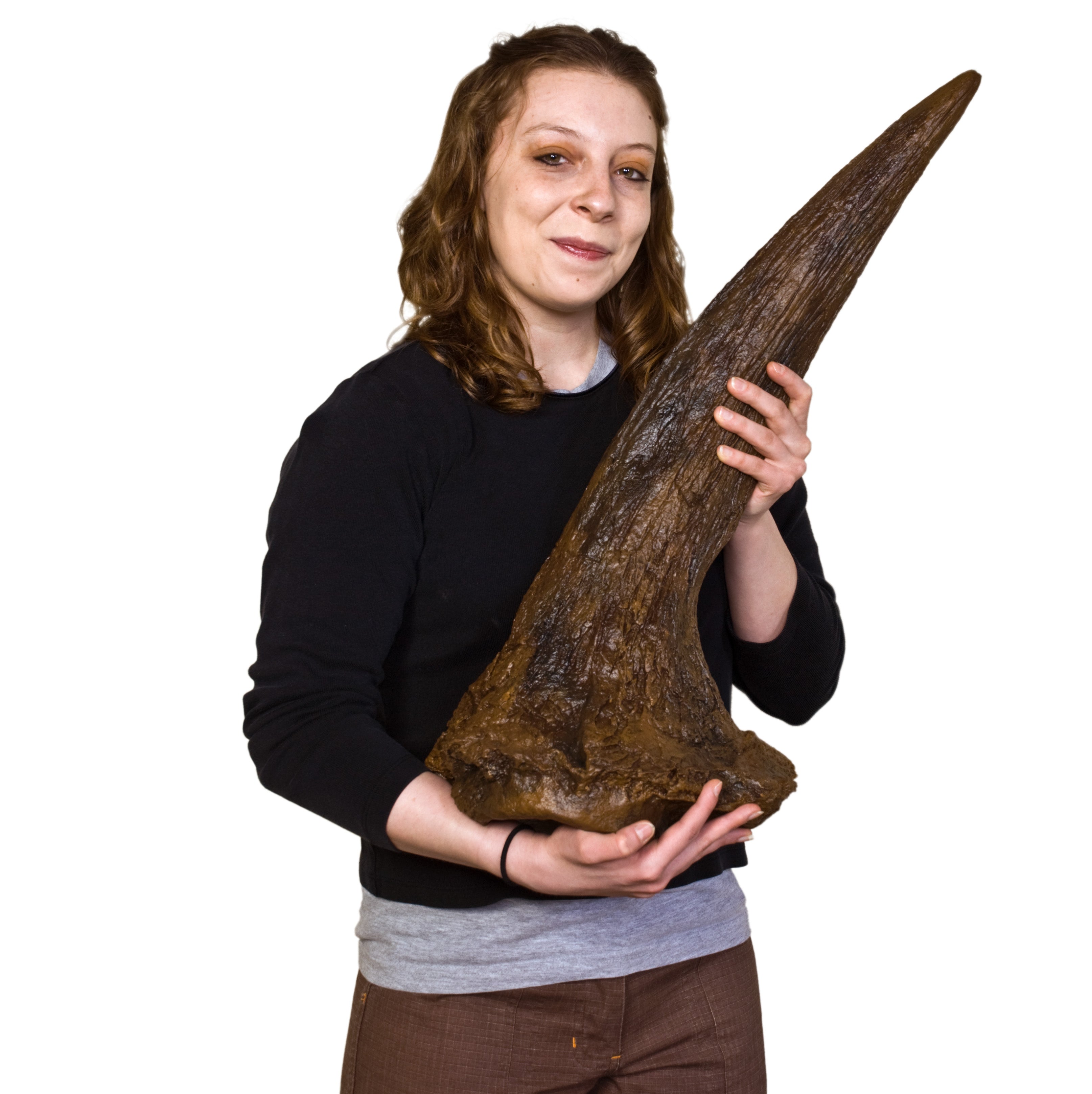 Triceratops horridus Adult Supraorbital Horn - Display Replica
