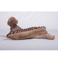 Triceratops horridus Dentary - Display Replica