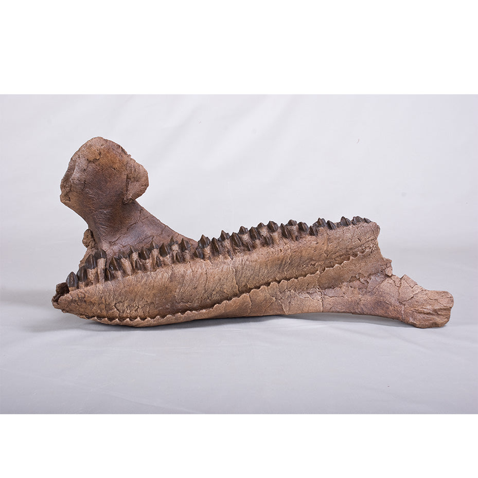 Triceratops horridus Dentary - Display Replica