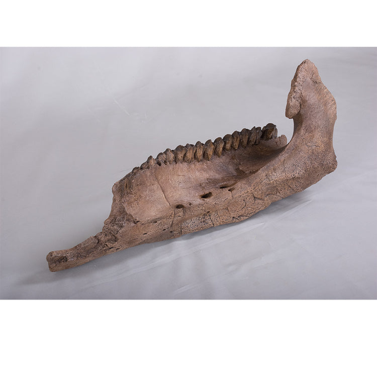 Ornithischians – Page 2 – BHI Catalog