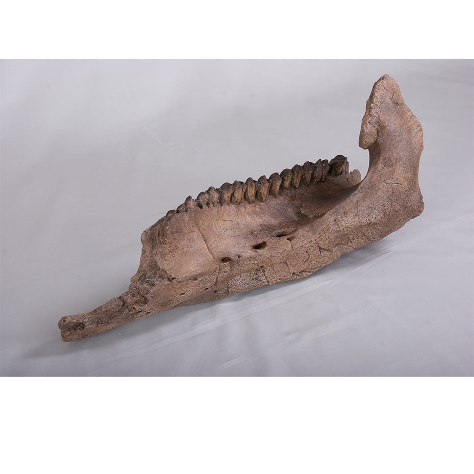 Triceratops horridus Dentary - Display Replica