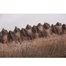 Triceratops horridus Dentary - Display Replica