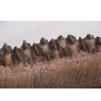 Triceratops horridus Dentary - Display Replica