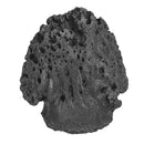 Triceratops horridus Pes Ungual - Solid Color Replica
