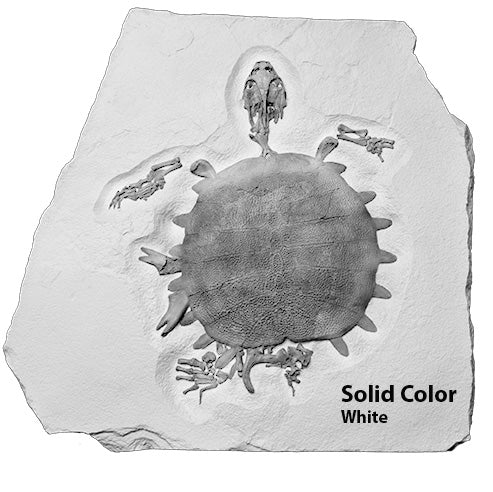 Trionyx sp. Skeleton on Slab - Solid Color Replica