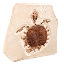 Trionyx sp. Skeleton on Slab - Display Replica