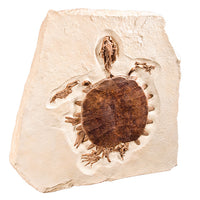Trionyx sp. Skeleton on Slab - Display Replica