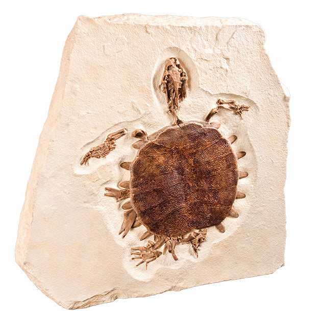 Trionyx sp. Skeleton on Slab - Display Replica