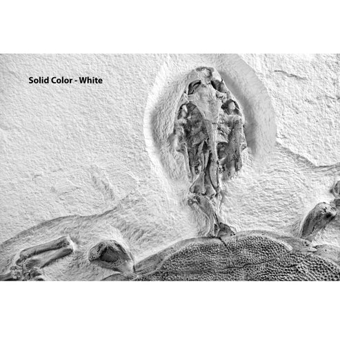 Trionyx sp. Skeleton on Slab - Solid Color Replica