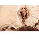 Trionyx sp. Skeleton on Slab - Display Replica