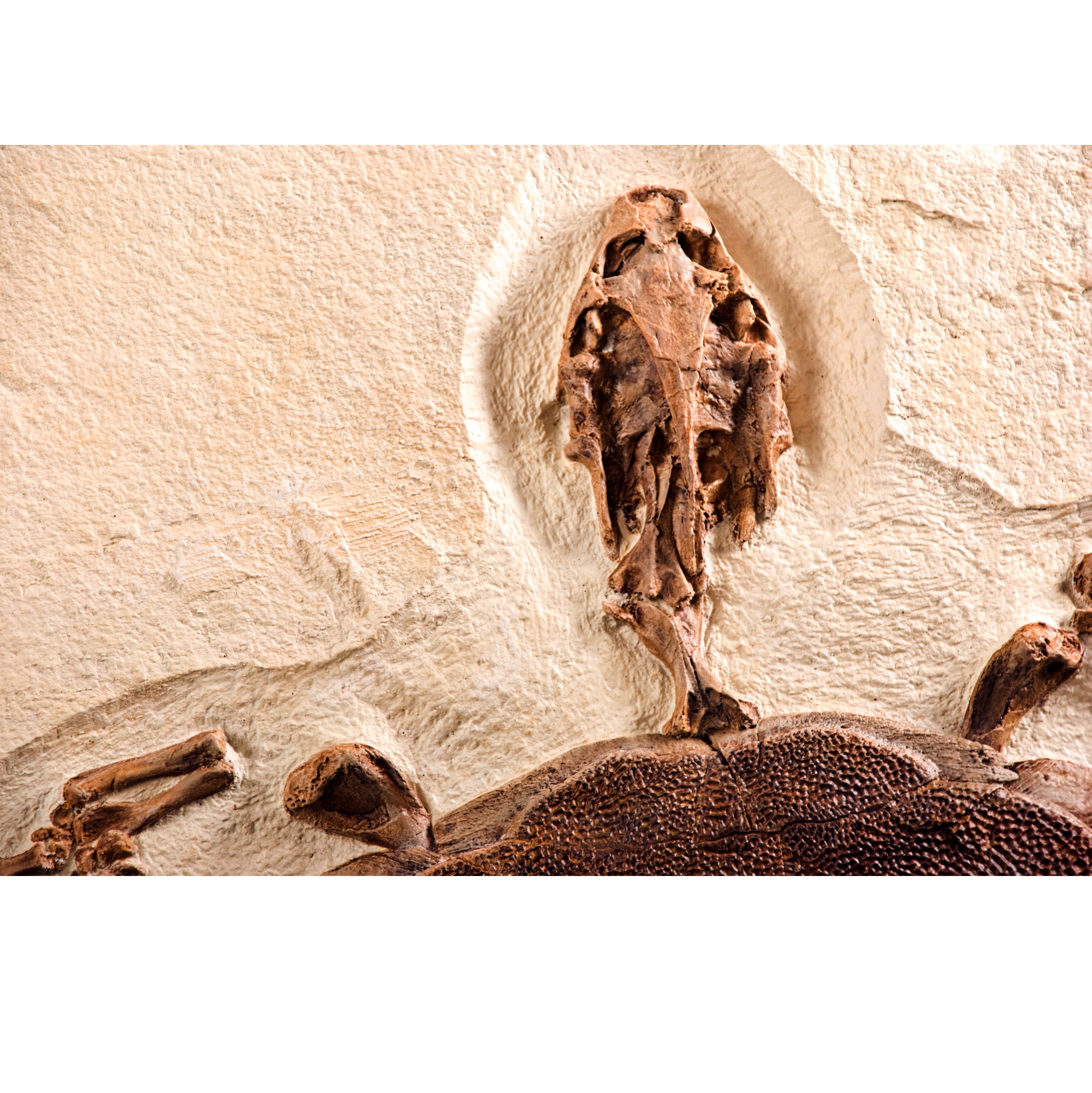 Trionyx sp. Skeleton on Slab - Display Replica