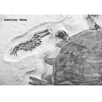 Trionyx sp. Skeleton on Slab - Solid Color Replica