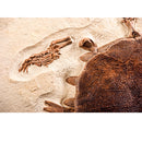Trionyx sp. Skeleton on Slab - Display Replica