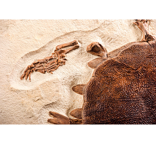 Trionyx sp. Skeleton on Slab - Display Replica