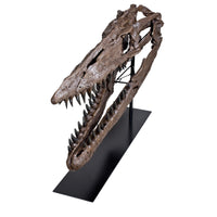 Tylosaurus sp. Skull - Display Replica