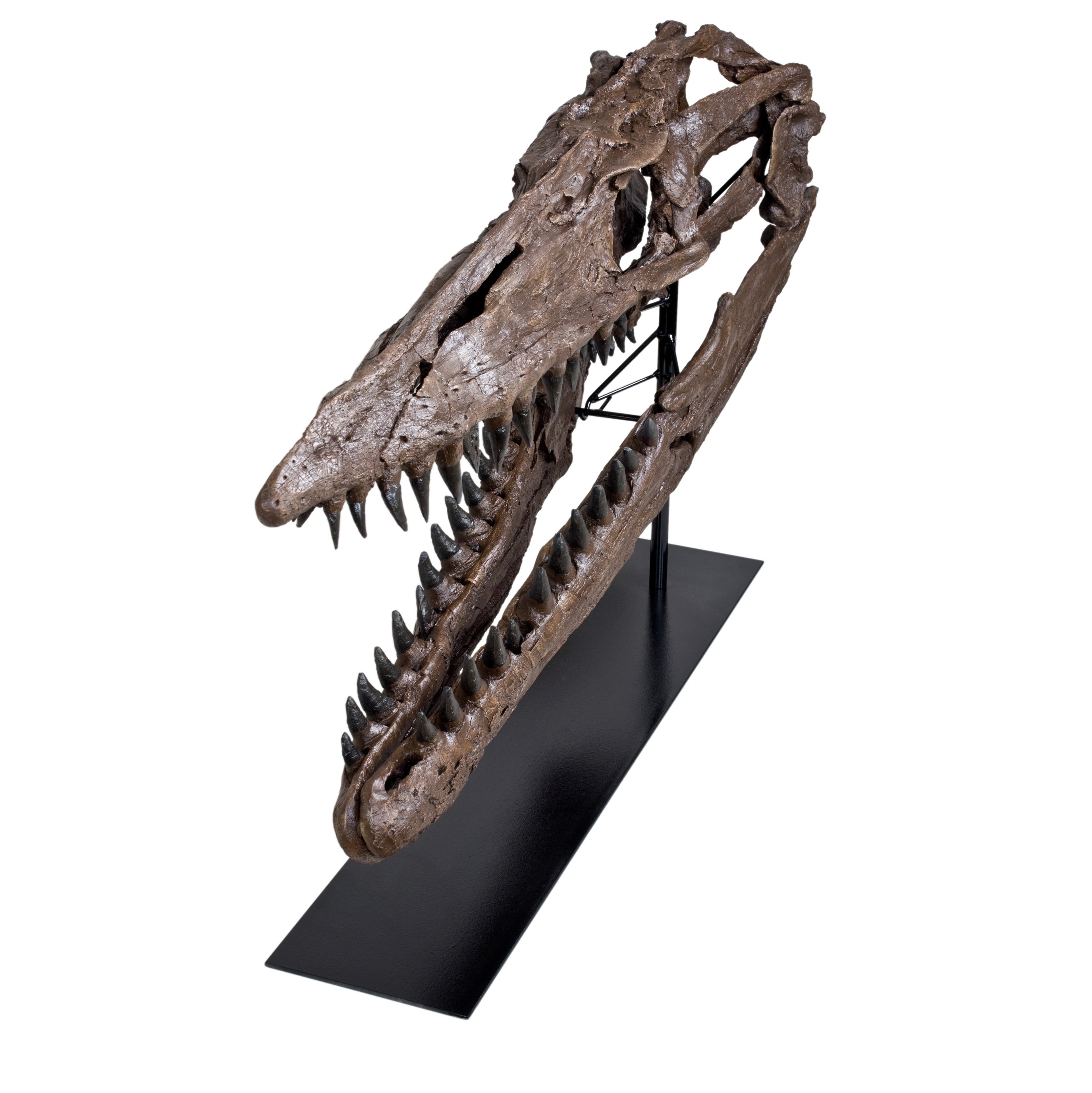 Tylosaurus sp. Skull - Display Replica