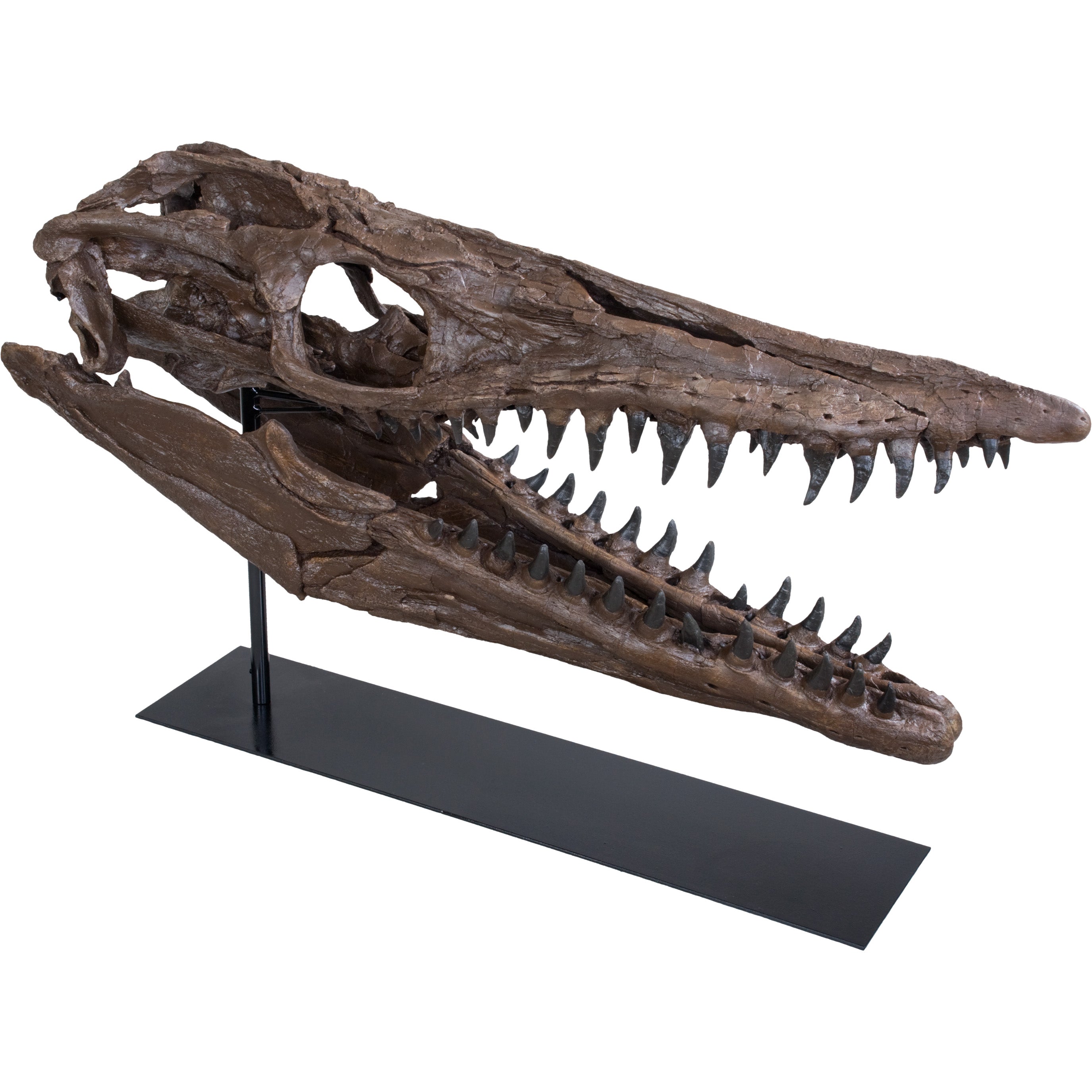 Tylosaurus sp. Skull - Display Replica