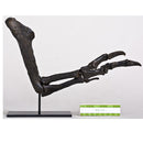 Tyrannosaurus rex Left Arm - Gracile (Male) on Steel Base - Display Replica