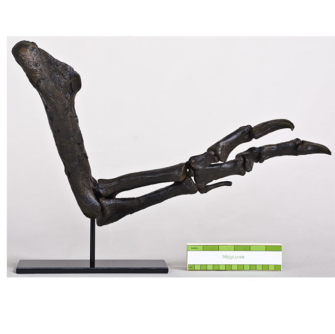 Tyrannosaurus rex Left Arm - Gracile (Male) on Steel Base - Display Replica