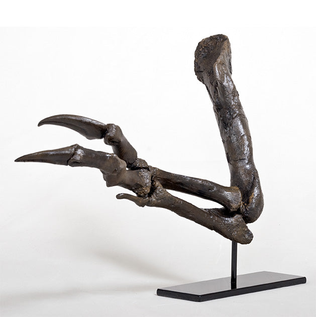Tyrannosaurus rex Left Arm - Gracile (Male) on Steel Base - Display Replica