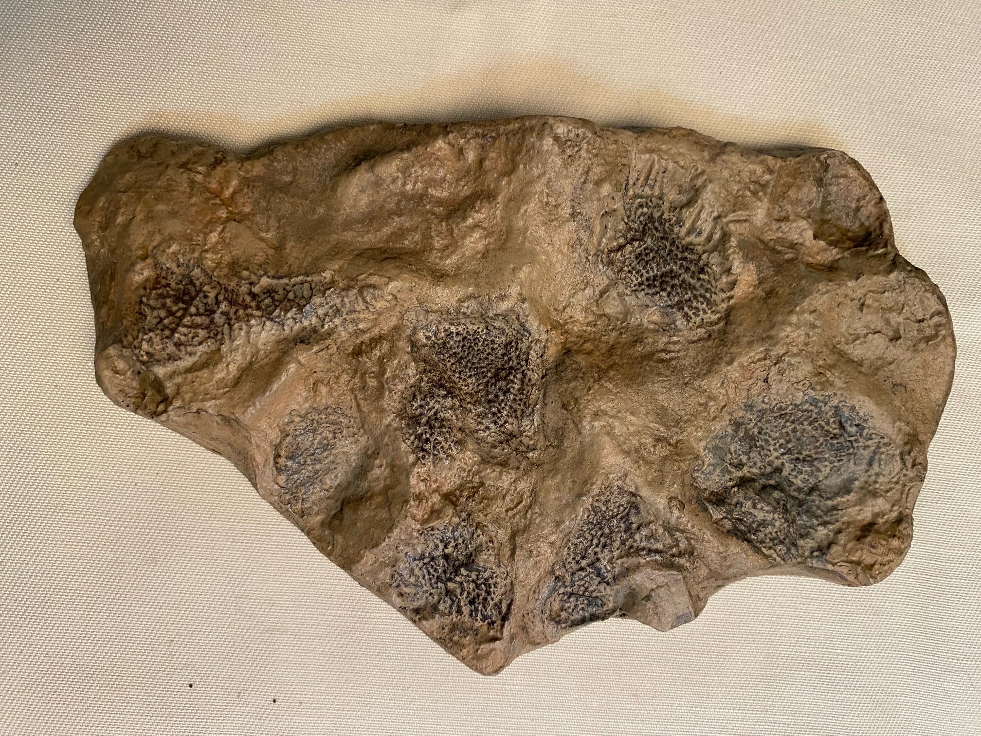 Tyrannosaurus rex Wyrex Skin Impression - Display Replica