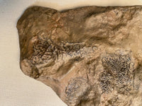 Tyrannosaurus rex Wyrex Skin Impression - Display Replica