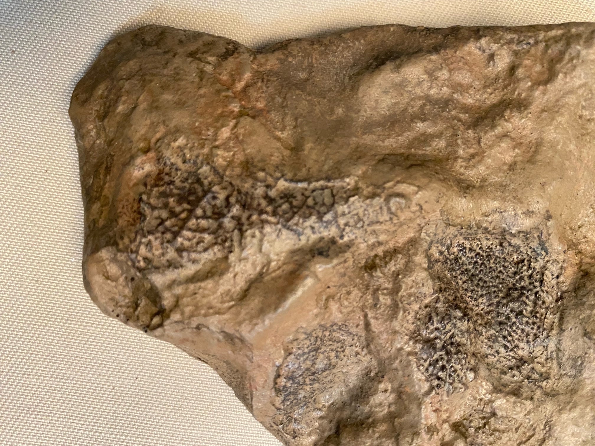 Tyrannosaurus rex Wyrex Skin Impression - Display Replica