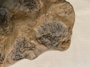 Tyrannosaurus rex Wyrex Skin Impression - Display Replica