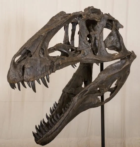 Acrocanthosaurus atokensis Skull - Display Replica
