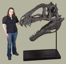 Acrocanthosaurus atokensis Skull - Display Replica