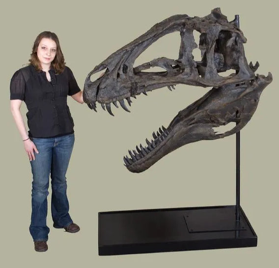 Acrocanthosaurus atokensis Skull - Display Replica