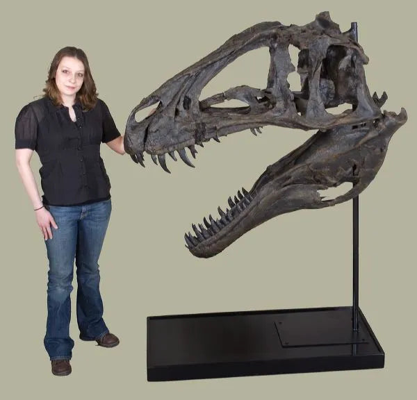 Acrocanthosaurus atokensis Skull - Display Replica