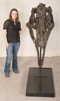 Acrocanthosaurus atokensis Skull - Display Replica