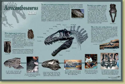 Acrocanthosaurus atokensis Skull Poster